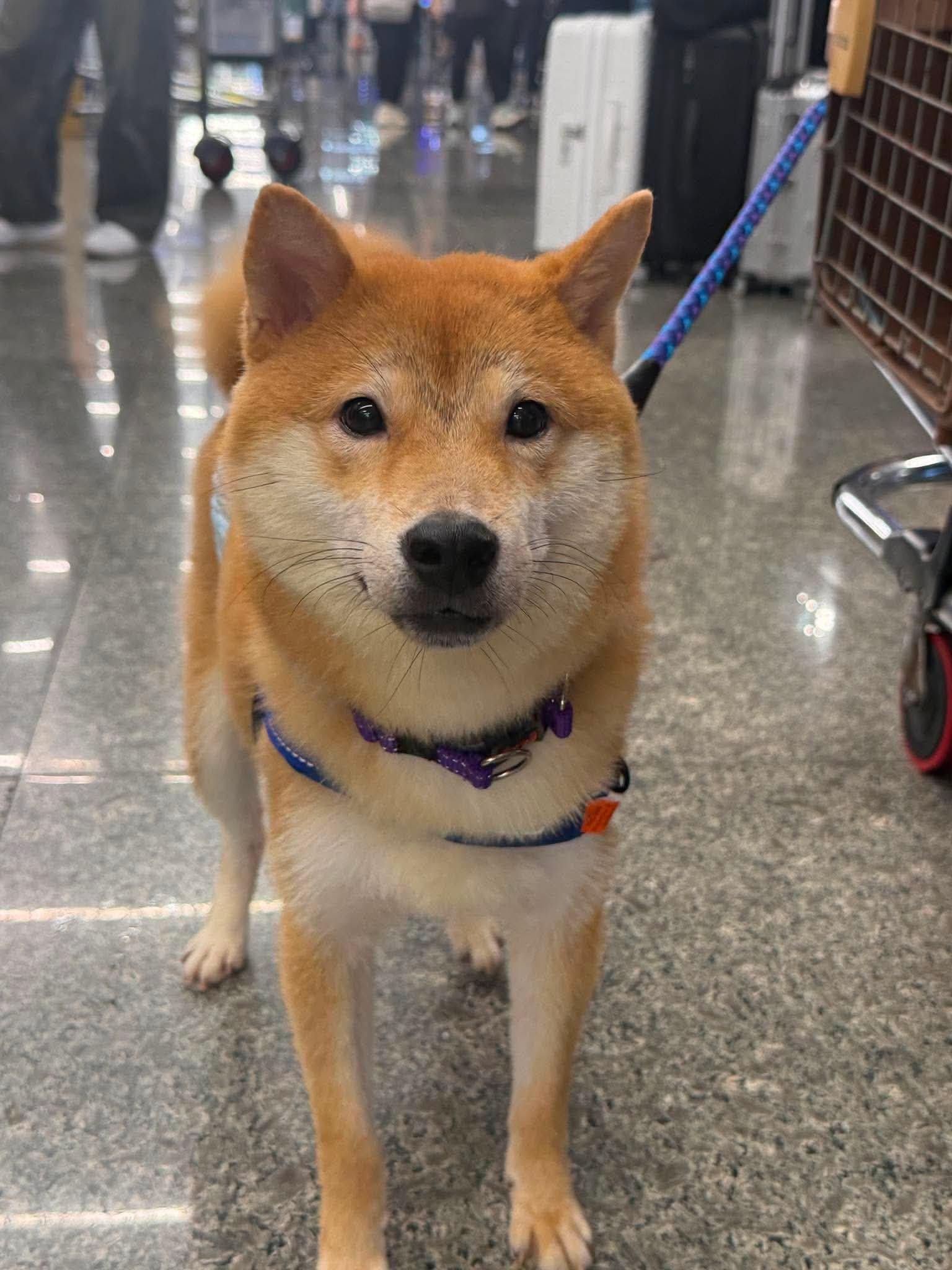 Katsu, ADOPTABLE, Puppy Male Shiba Inu.