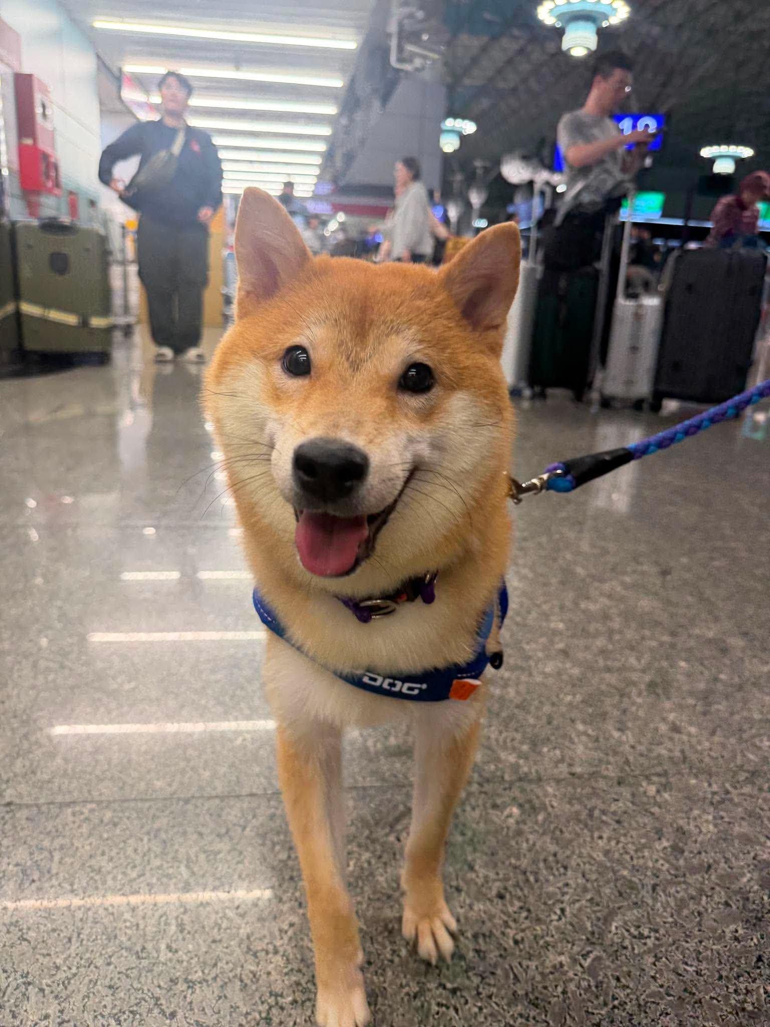 Katsu, a ADOPTABLE Shiba Inu in Vancouver, BC image 5/6