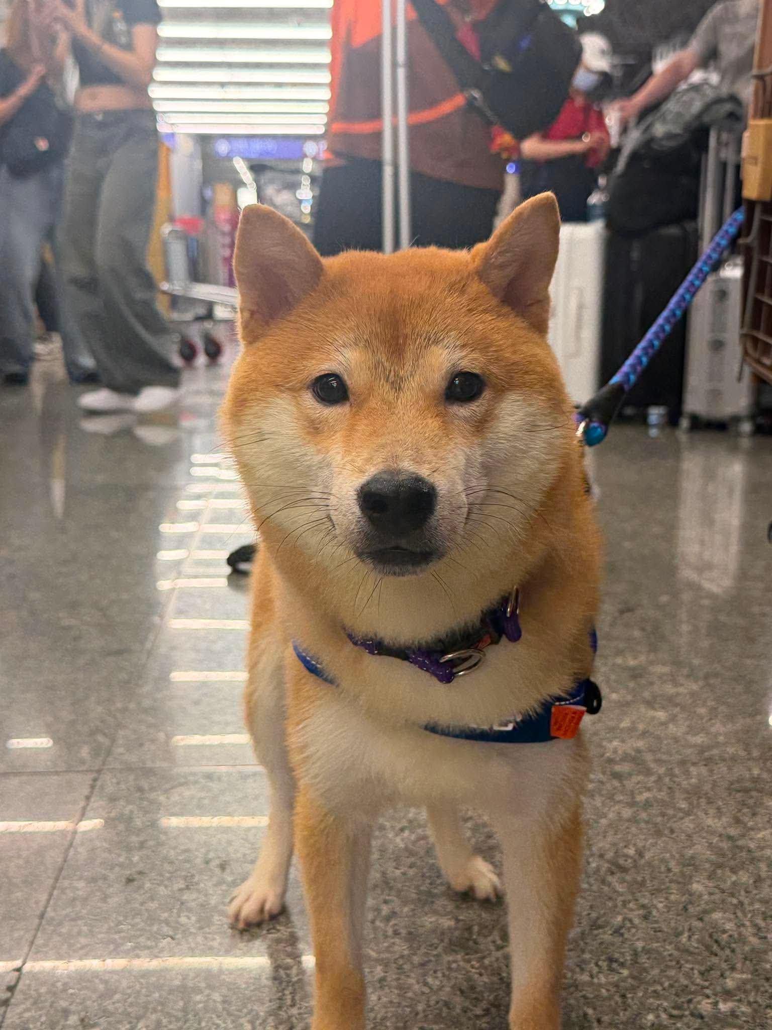 Katsu, a ADOPTABLE Shiba Inu in Vancouver, BC image 3/6