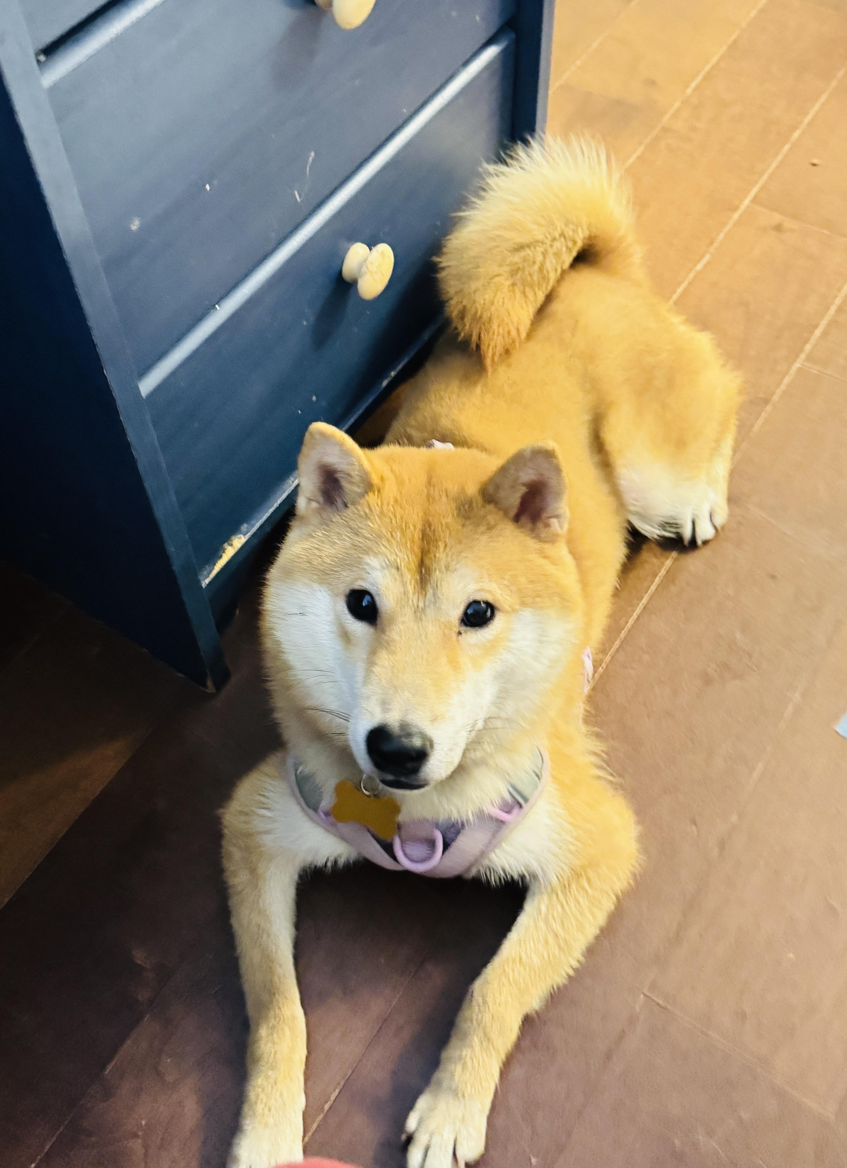Katsu, a ADOPTABLE Shiba Inu in Vancouver, BC image 2/6