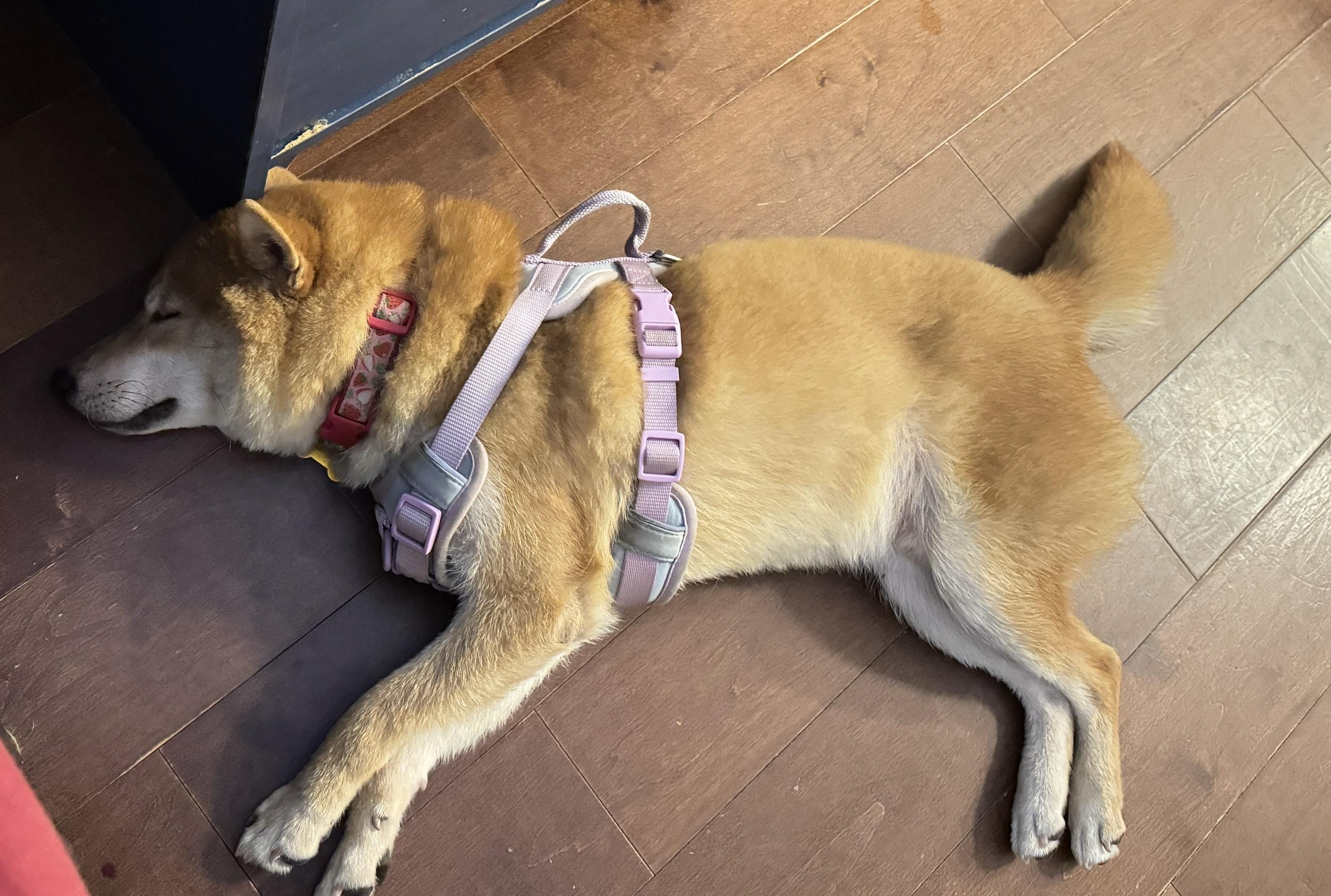 Katsu, a ADOPTABLE Shiba Inu in Vancouver, BC image 6/6