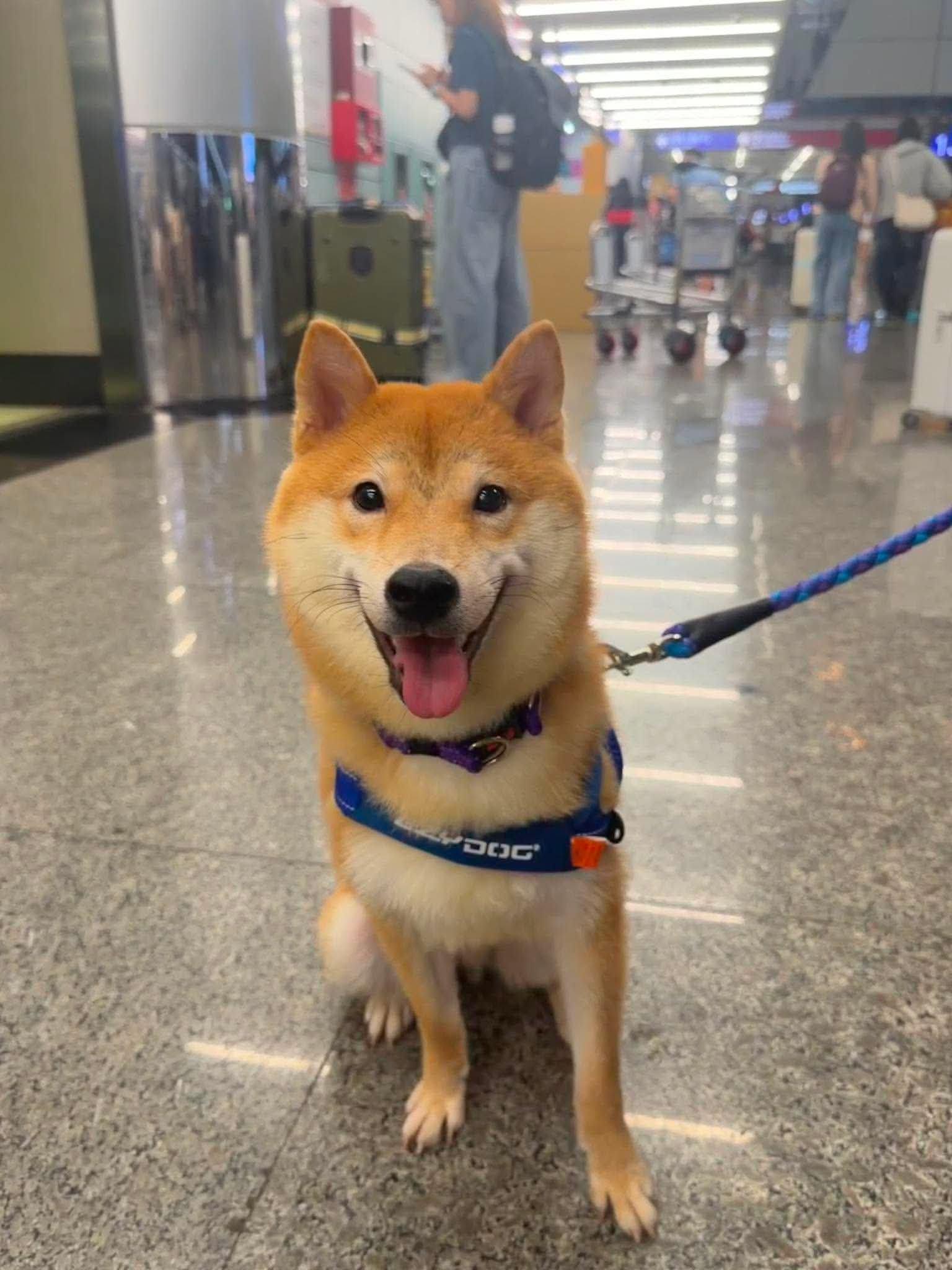 Katsu, a ADOPTABLE Shiba Inu in Vancouver, BC image 4/6