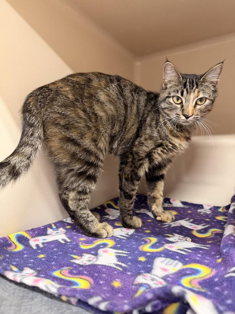 **Cat Cafe** Jana, Adoptable, Young Female Domestic Short Hair.