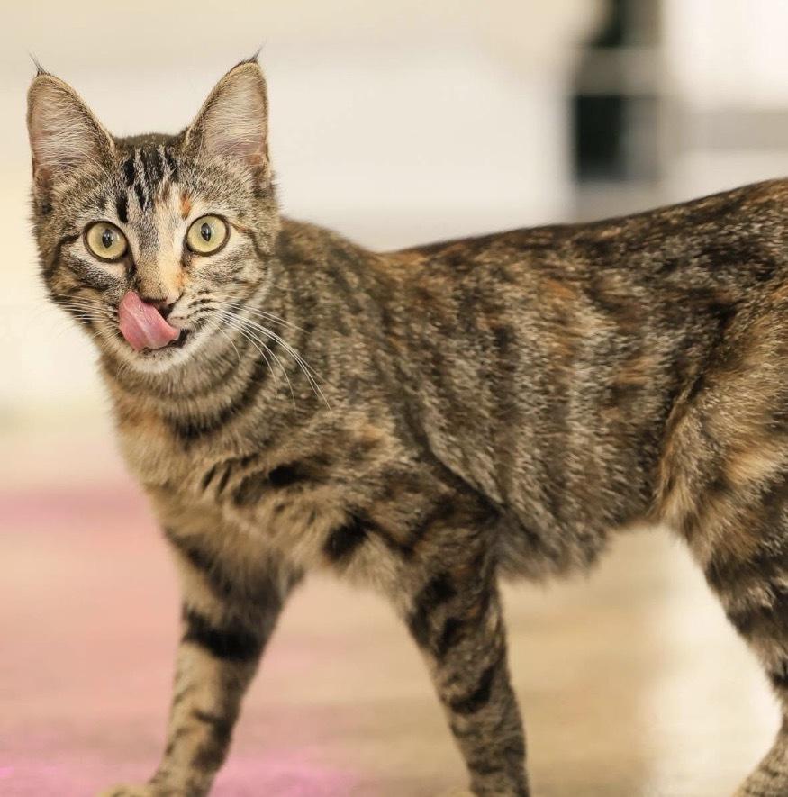 Enlarge **Cat Cafe** Jana, a Adoptable Domestic Short Hair in Topeka, KS image 2/2