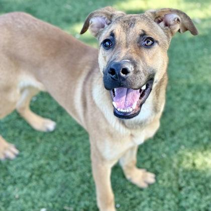 Roo, Adoptable, Young Male Belgian Shepherd / Malinois.