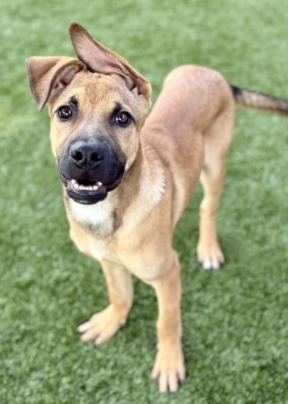 Roo, a Adoptable mixed breed in Red Bluff, CA image 4/4