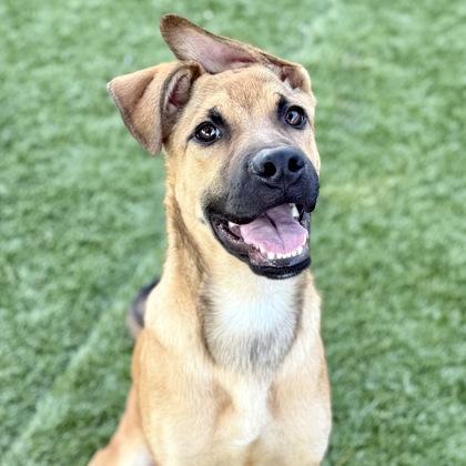 Roo, a Adoptable mixed breed in Red Bluff, CA image 3/4