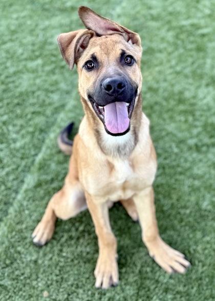 Roo, a Adoptable mixed breed in Red Bluff, CA image 2/4