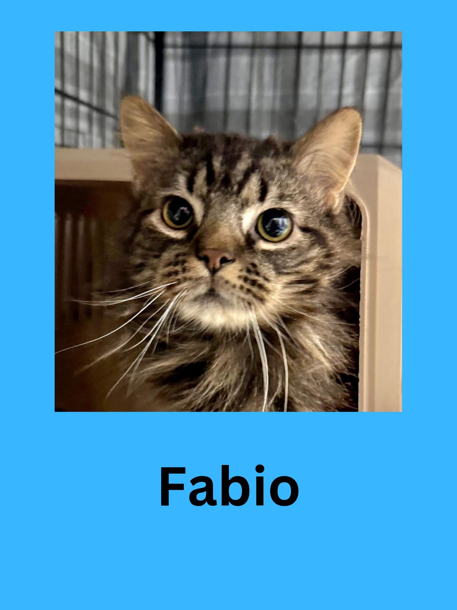 Enlarge Fabio, an adopted Domestic Long Hair in Ravenna, OH image 1/1