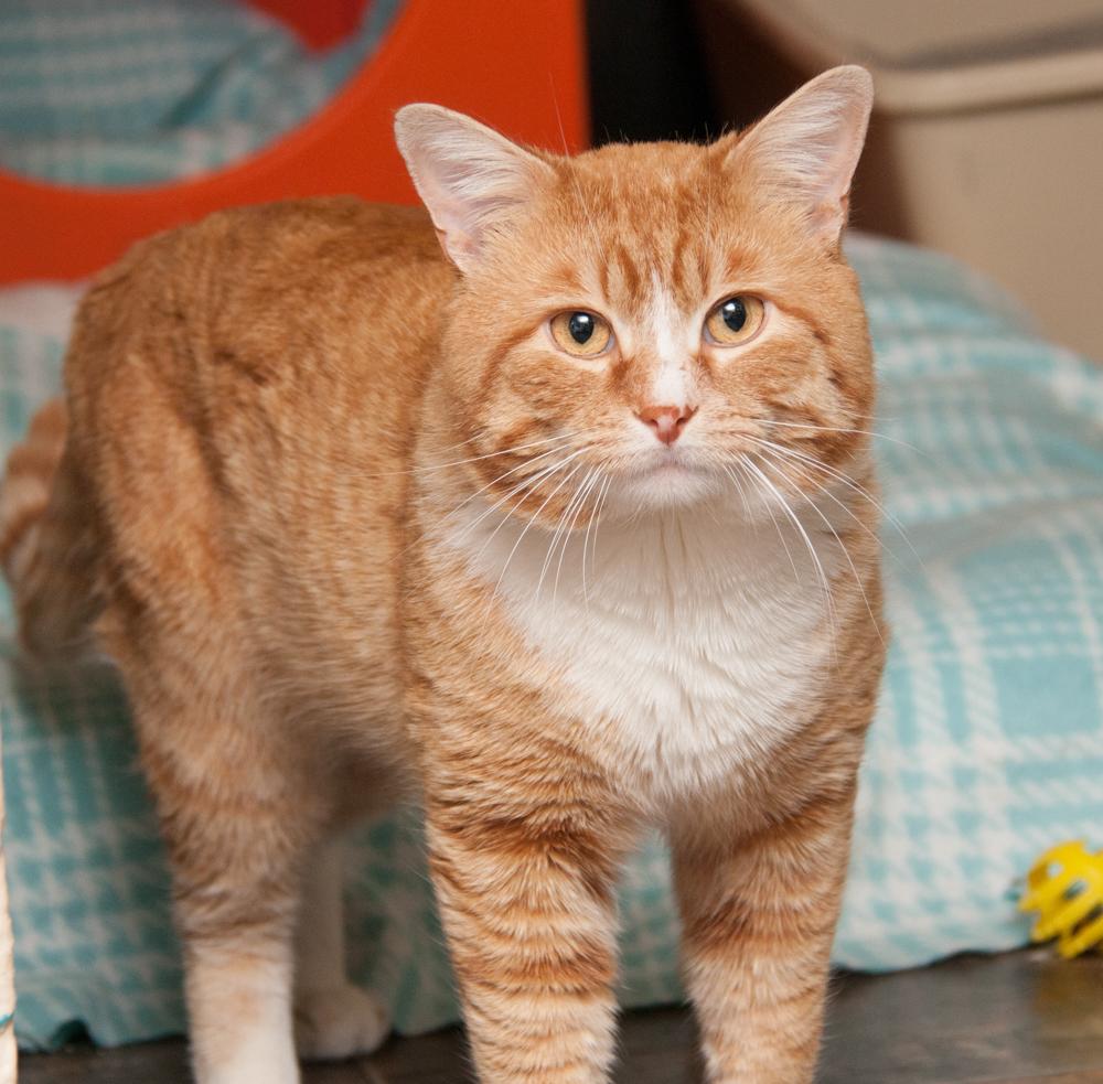 Enlarge Cheddar (was adopted with Kaylee), an adopted Tabby in Westminster, CO image 4/4