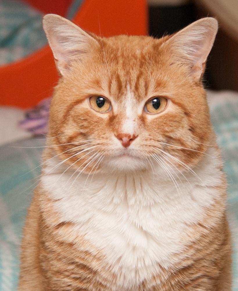 Cheddar (was adopted with Kaylee), adopted, Adult Male Tabby.