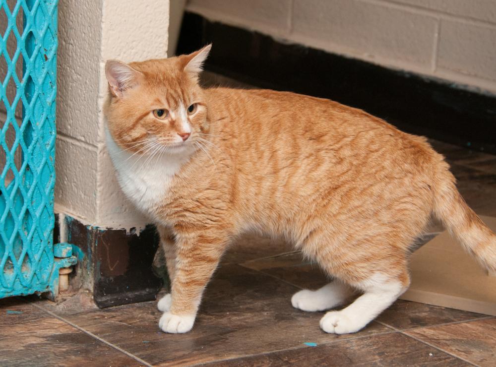 Enlarge Cheddar (was adopted with Kaylee), an adopted Tabby in Westminster, CO image 3/4