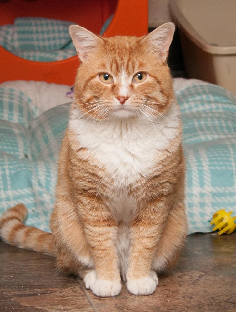 Enlarge Cheddar (was adopted with Kaylee), an adopted Tabby in Westminster, CO image 2/4