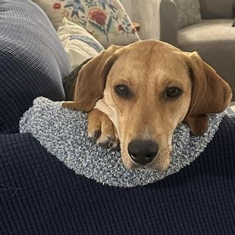 Enlarge Milton, a Adoptable Hound in Raleigh, NC image 1/6