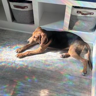 Enlarge Milton, a Adoptable Hound in Raleigh, NC image 1/4