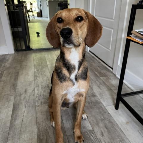 Enlarge Milton, a Adoptable Hound in Raleigh, NC image 3/5