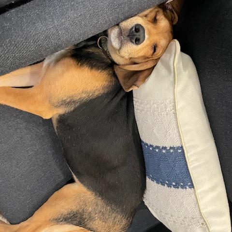 Enlarge Milton, a Adoptable Hound in Raleigh, NC image 3/4