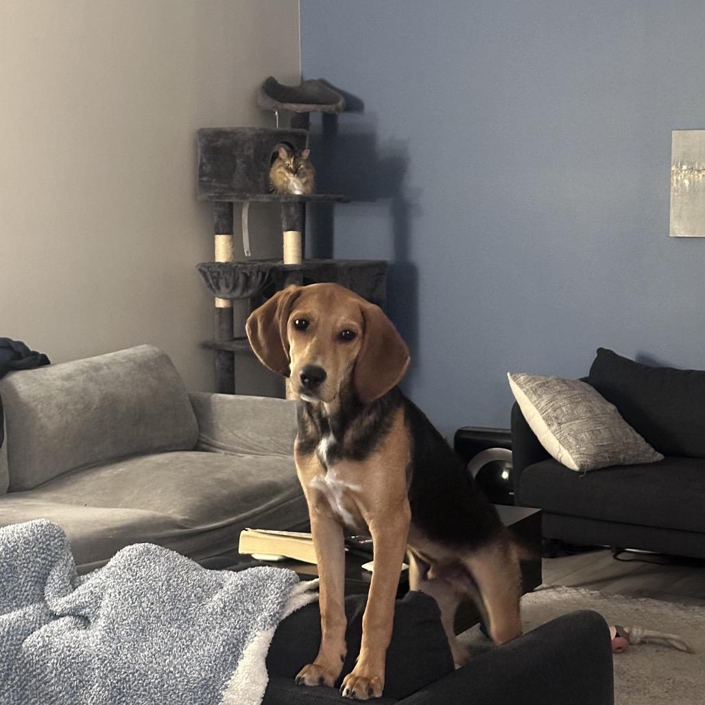 Enlarge Milton, a Adoptable Hound in Raleigh, NC image 4/5