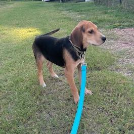 Enlarge Milton, a Adoptable Hound in Raleigh, NC image 4/4