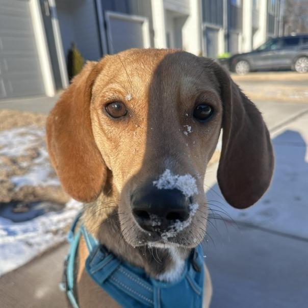Milton, a Adoptable Hound in Raleigh, NC image 5/6