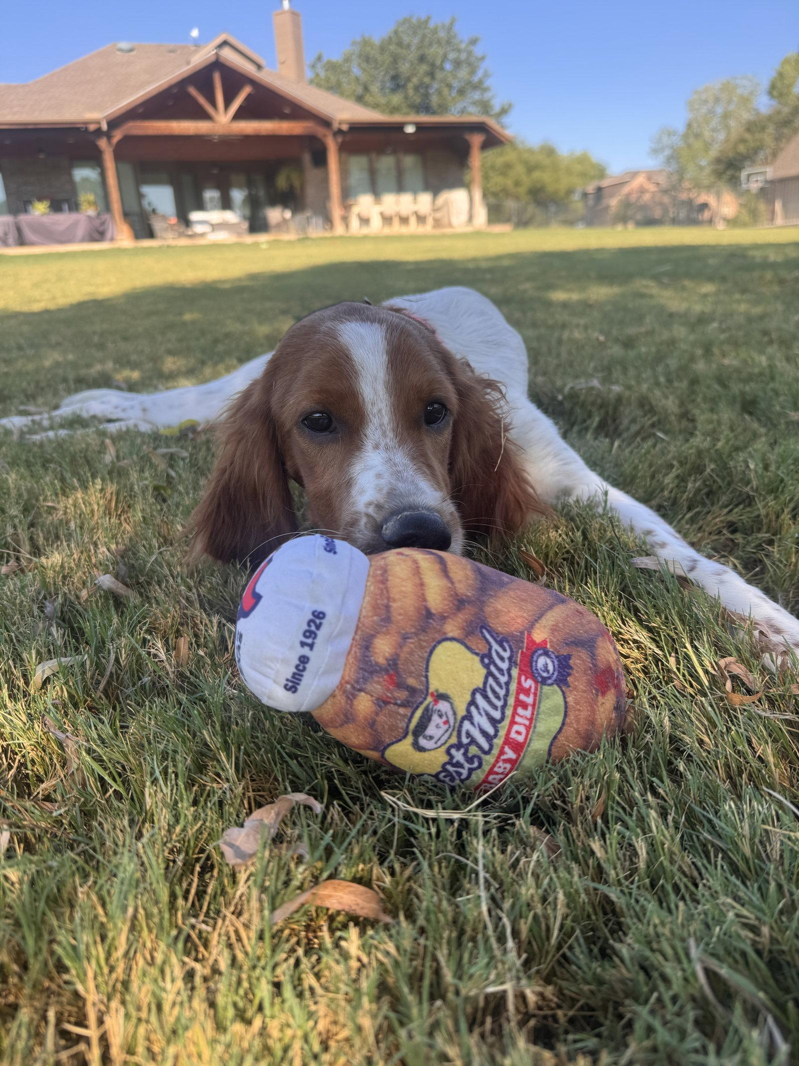 Caley, Adoptable, Young Female Irish Setter.