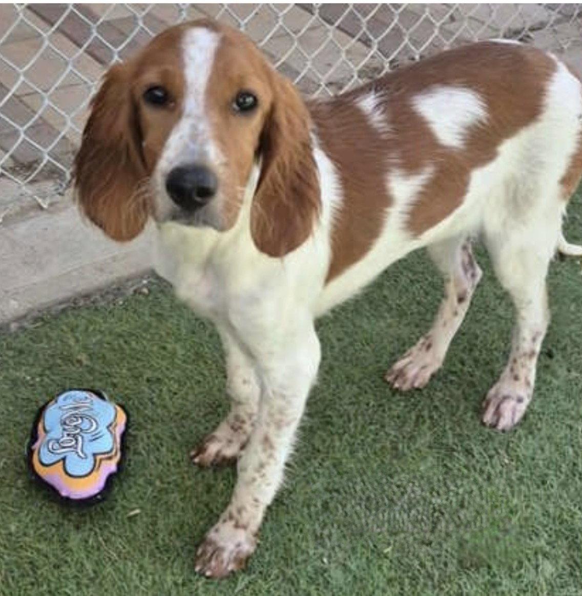 Caley, Adoptable, Young Female Irish Setter.