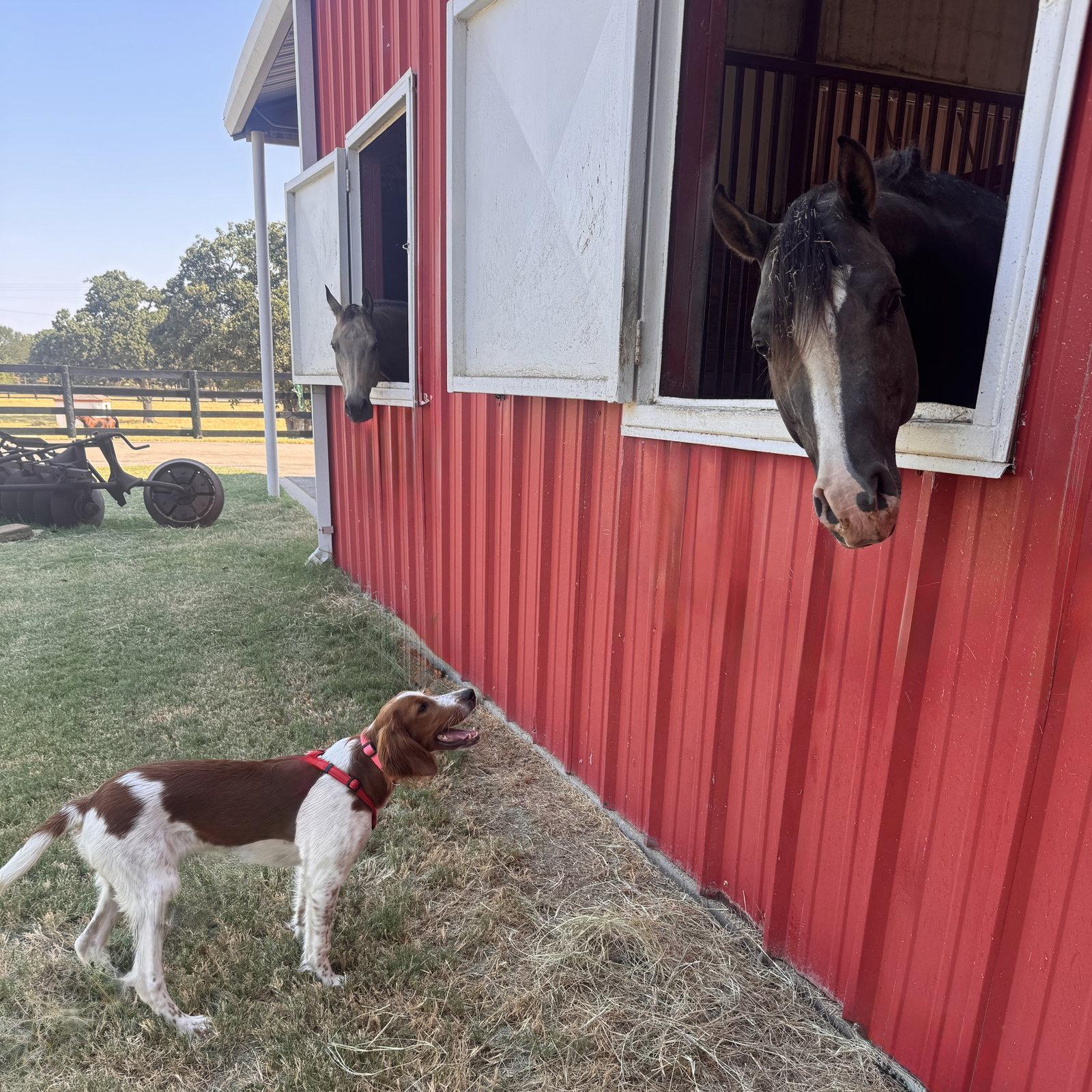 Enlarge Caley, a Adoptable Irish Setter in Denton, TX image 2/3