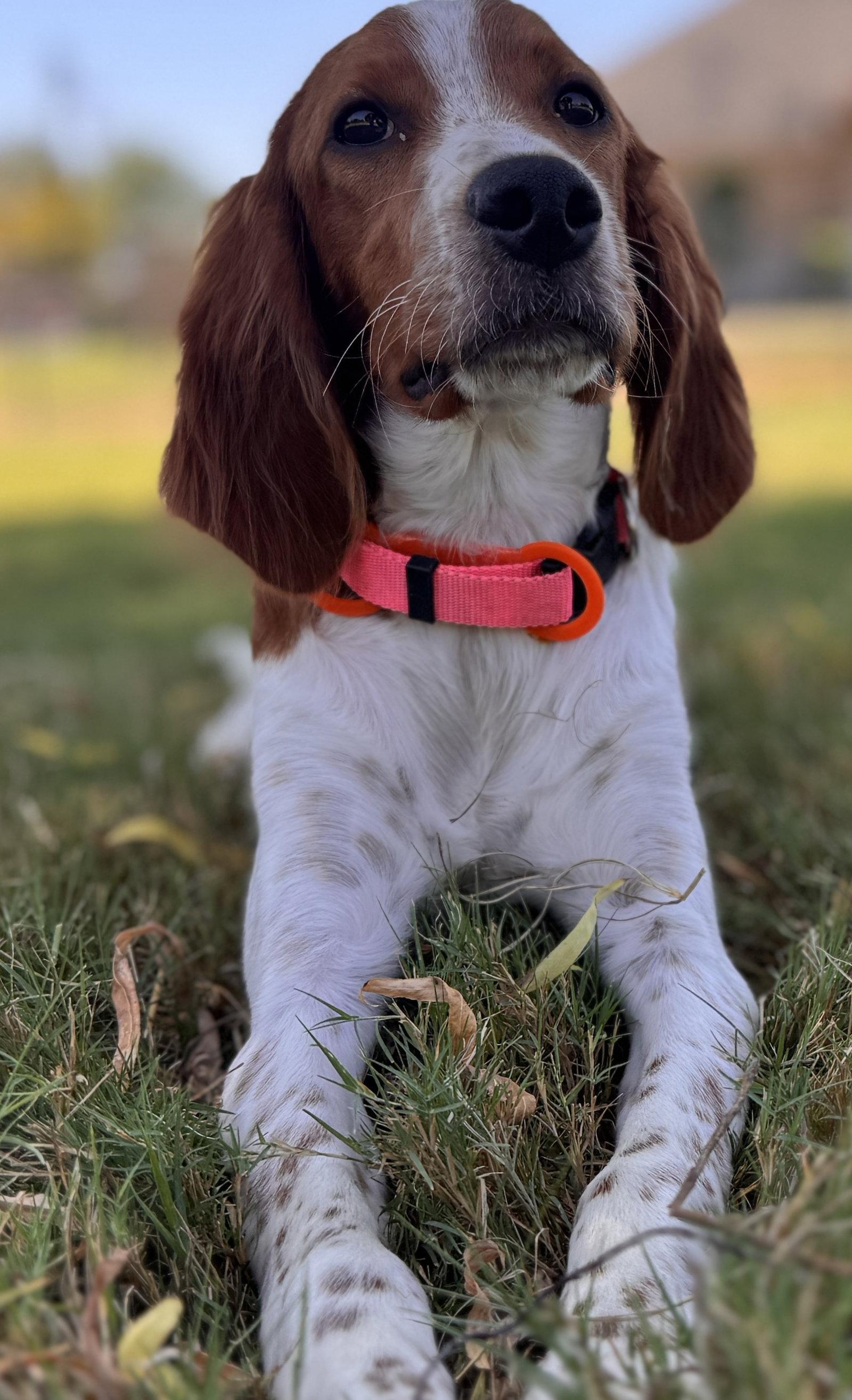 Enlarge Caley, a Adoptable Irish Setter in Denton, TX image 3/3