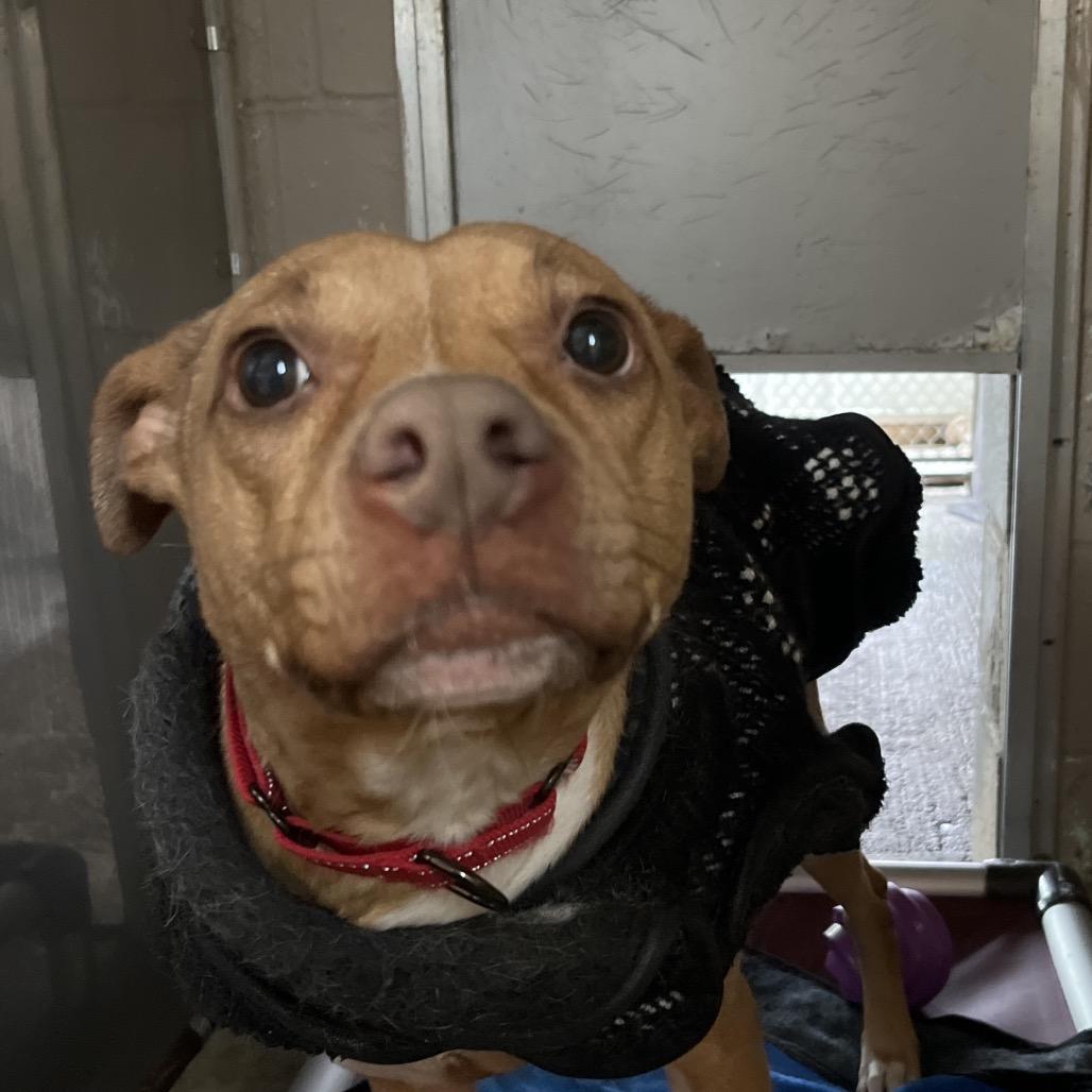 Enlarge Sapphire, a Adoptable mixed breed in Saugerties, NY image 1/6