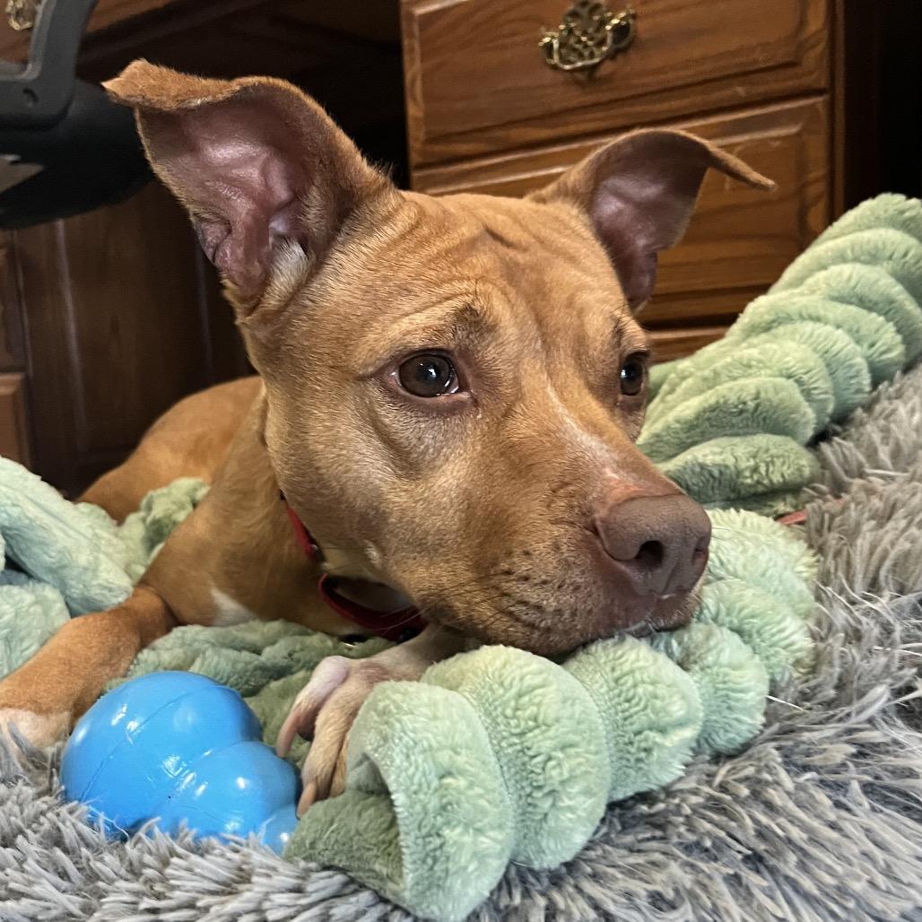 Enlarge Sapphire, a Adoptable mixed breed in Saugerties, NY image 2/6