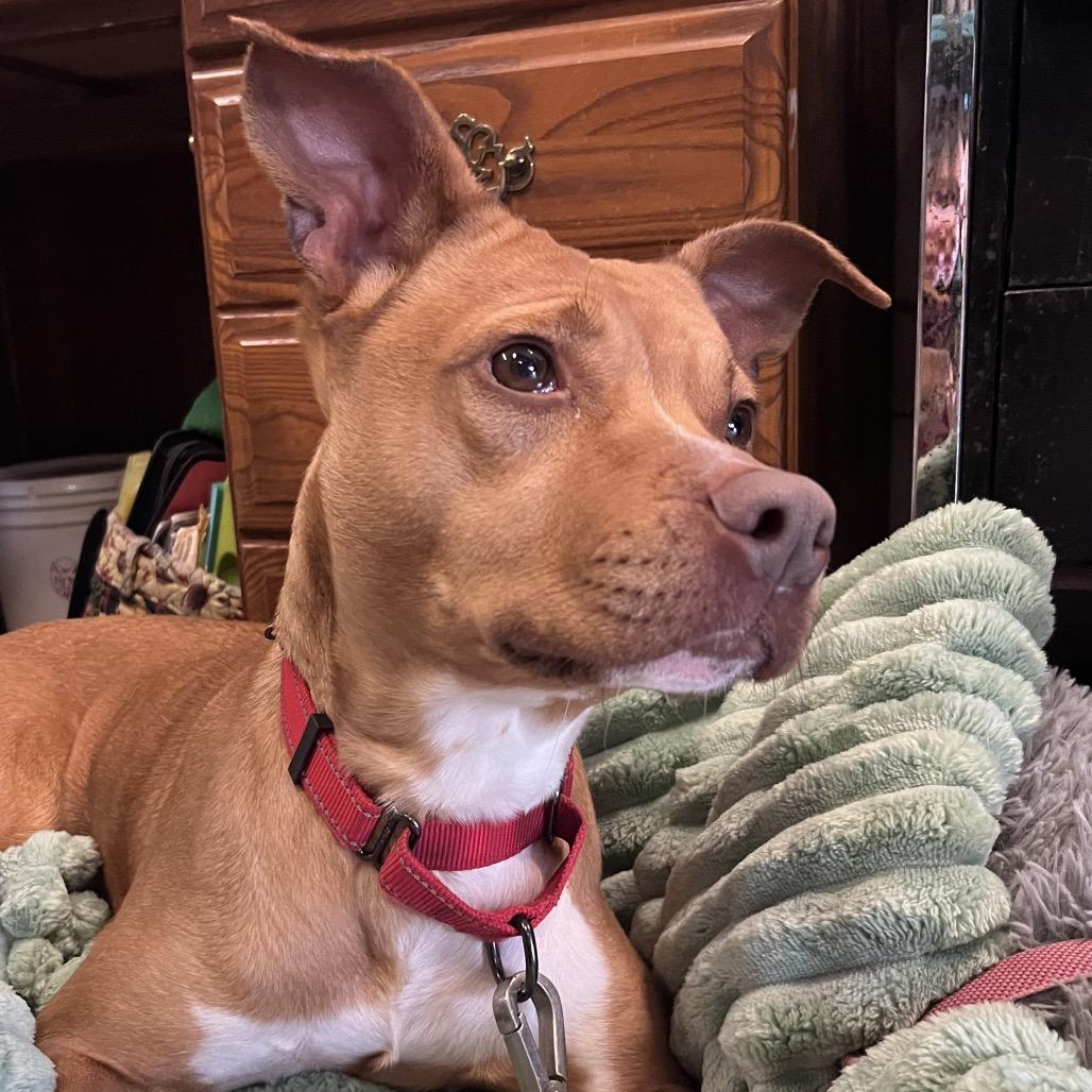 Enlarge Sapphire, a Adoptable mixed breed in Saugerties, NY image 3/6