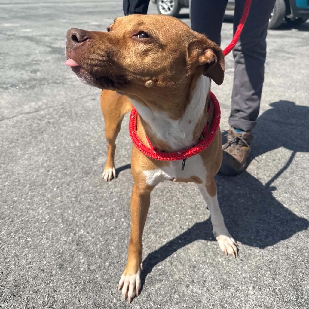 Enlarge Sapphire, a Adoptable mixed breed in Saugerties, NY image 4/6