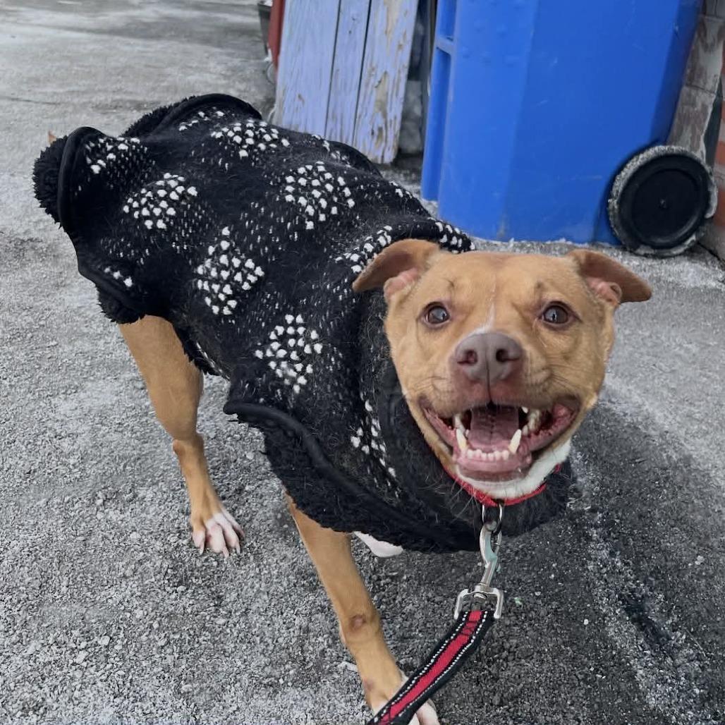 Enlarge Sapphire, a Adoptable mixed breed in Saugerties, NY image 5/6