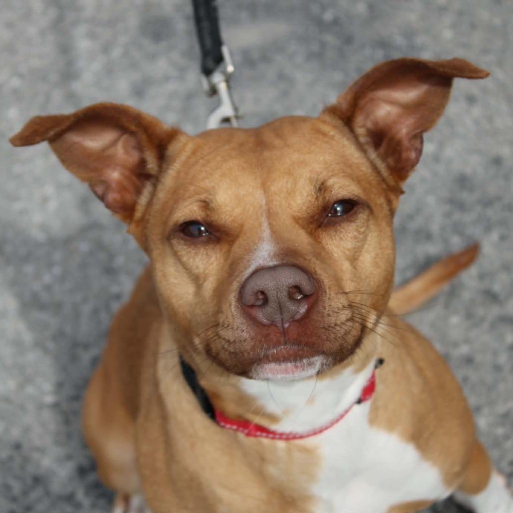 Enlarge Sapphire, a Adoptable mixed breed in Saugerties, NY image 6/6