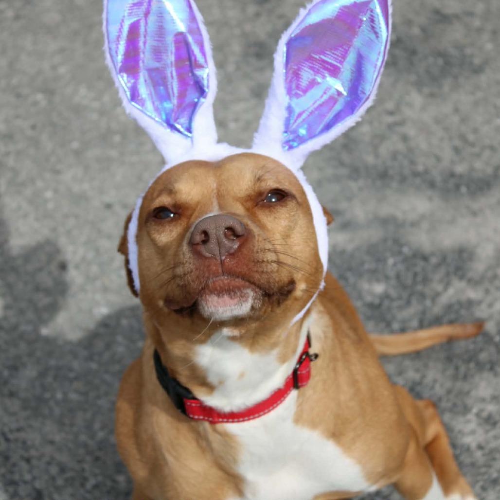 Enlarge Sapphire, a Adoptable mixed breed in Saugerties, NY image 6/6