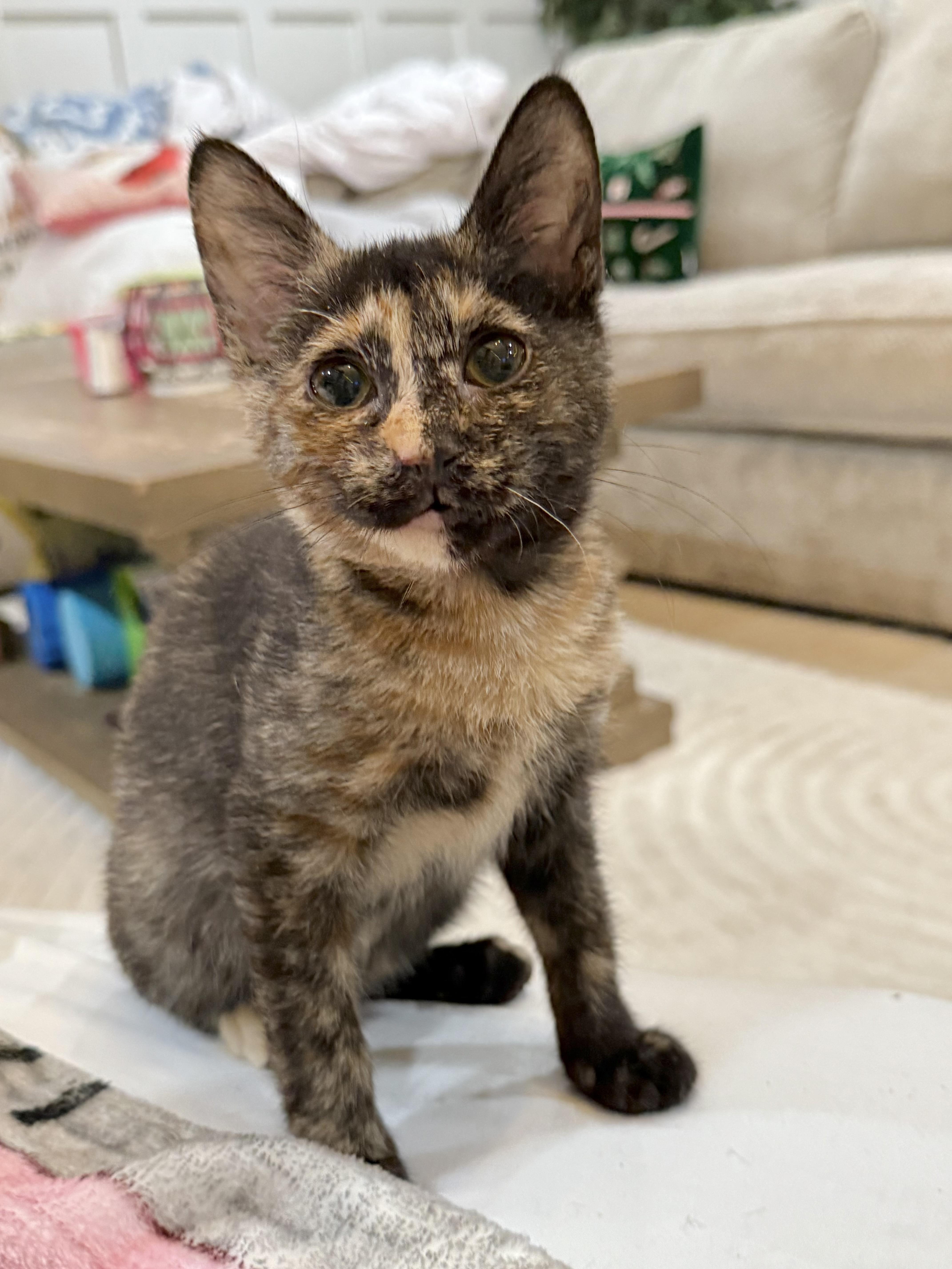 Squirrel, Adoptable, Kitten Female Tortoiseshell.