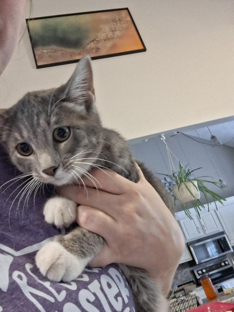 Enlarge Blair Tabby Hamilton 1, a Adoptable Domestic Short Hair in Peoria, IL image 1/1