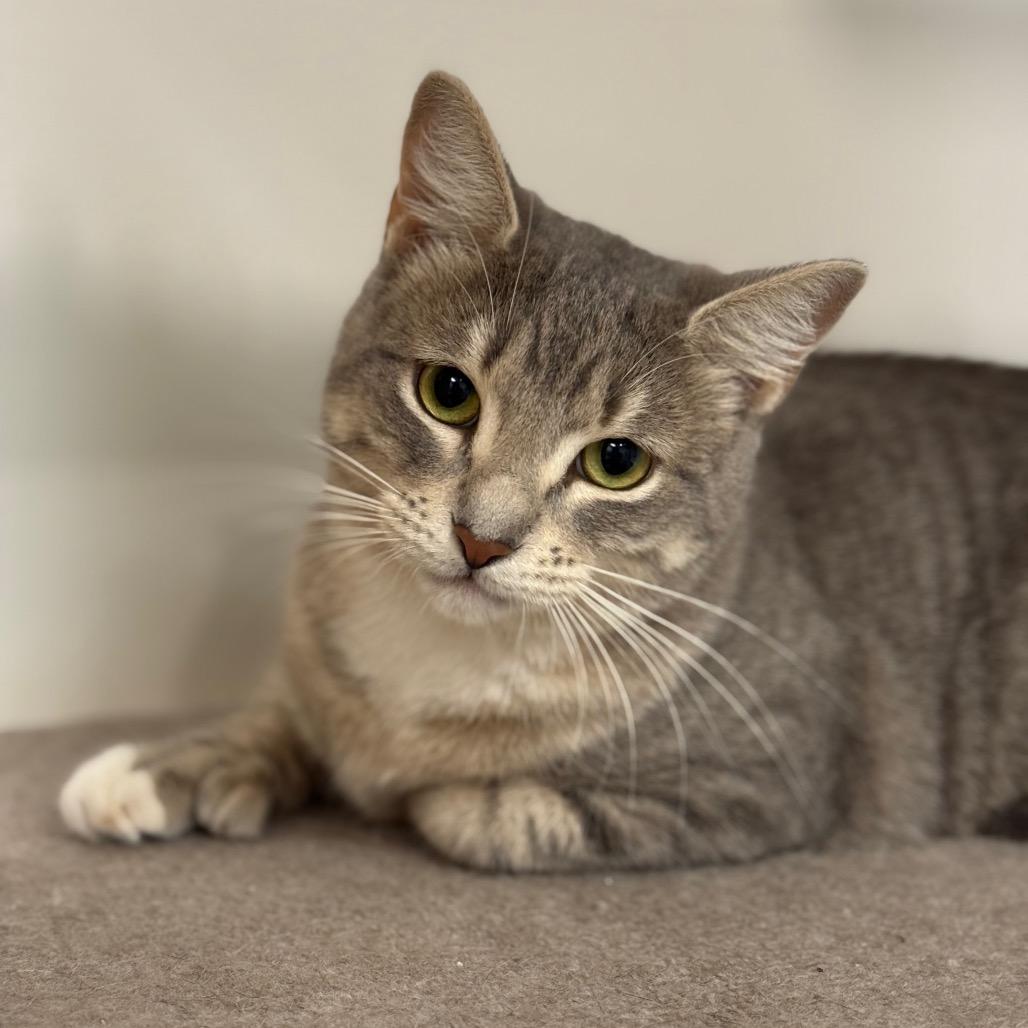 Honey, Adoptable, Adult Female Domestic Short Hair.