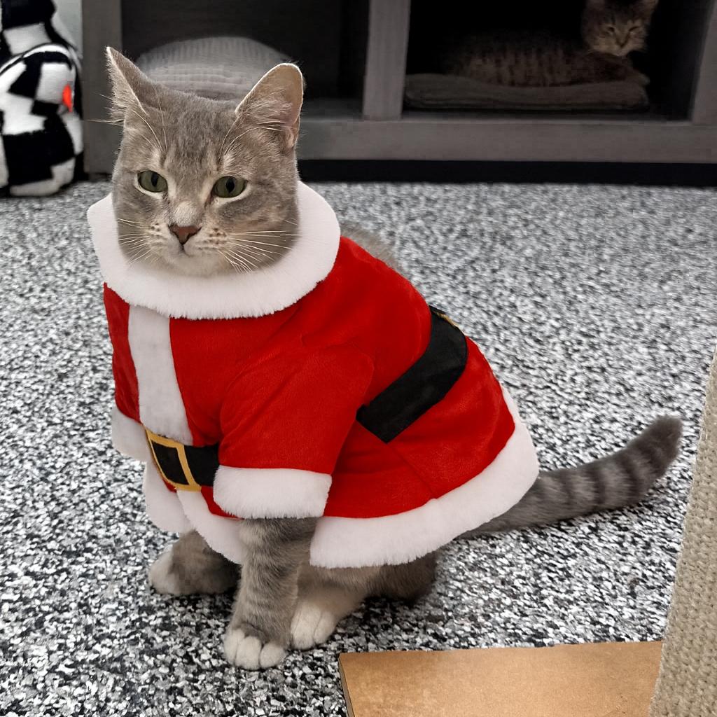 Enlarge Honey, a Adoptable Domestic Short Hair in Ponte Vedra Beach, FL image 2/3