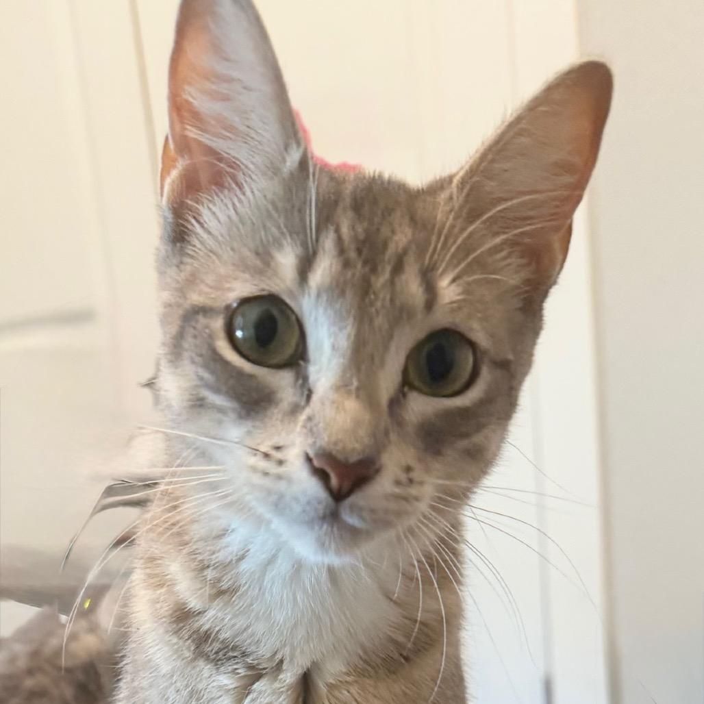 Enlarge Honey, a Adoptable Domestic Short Hair in Ponte Vedra Beach, FL image 3/3