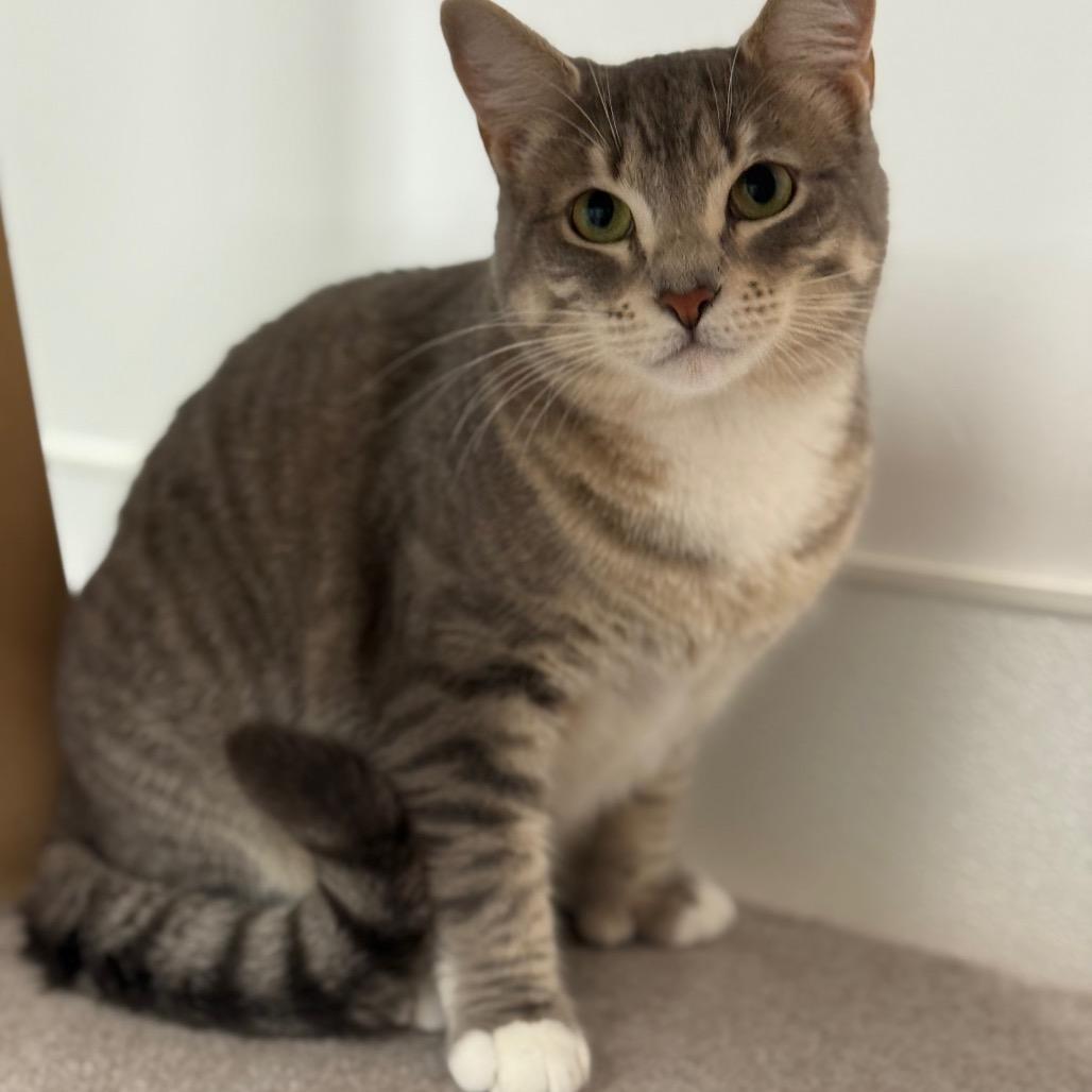 Enlarge Honey, a Adoptable Domestic Short Hair in Ponte Vedra Beach, FL image 5/6