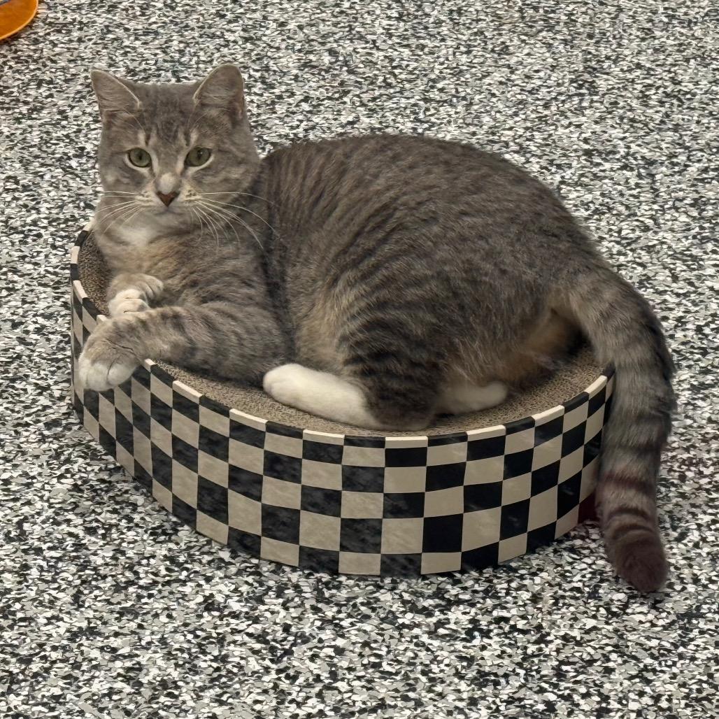 Enlarge Honey, a Adoptable Domestic Short Hair in Ponte Vedra Beach, FL image 6/6