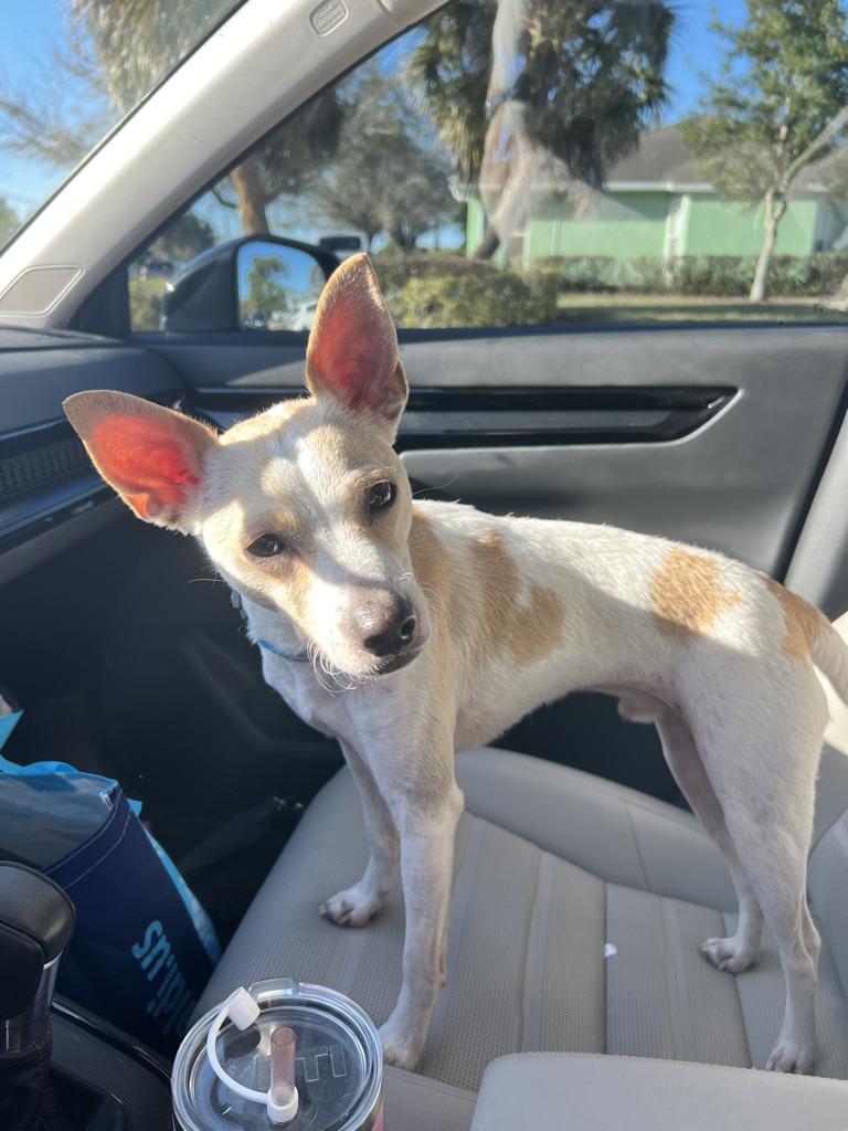 Enlarge Papito , a Adoptable mixed breed in stuart, FL image 1/2