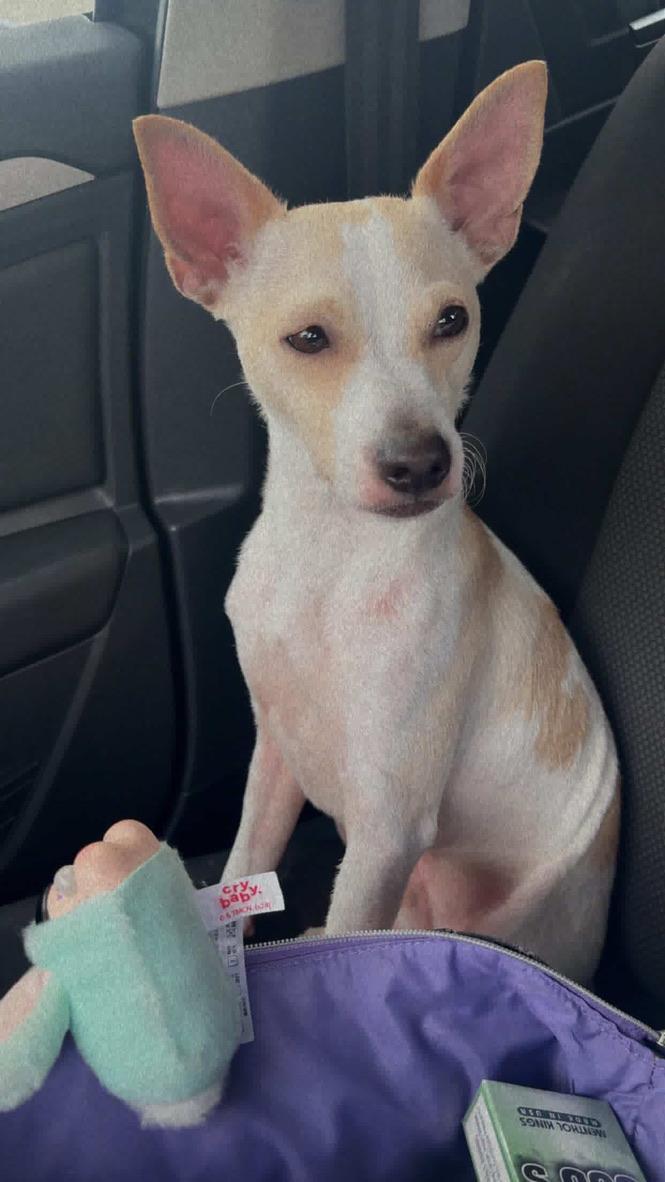 Enlarge Papito , a Adoptable mixed breed in stuart, FL image 2/2