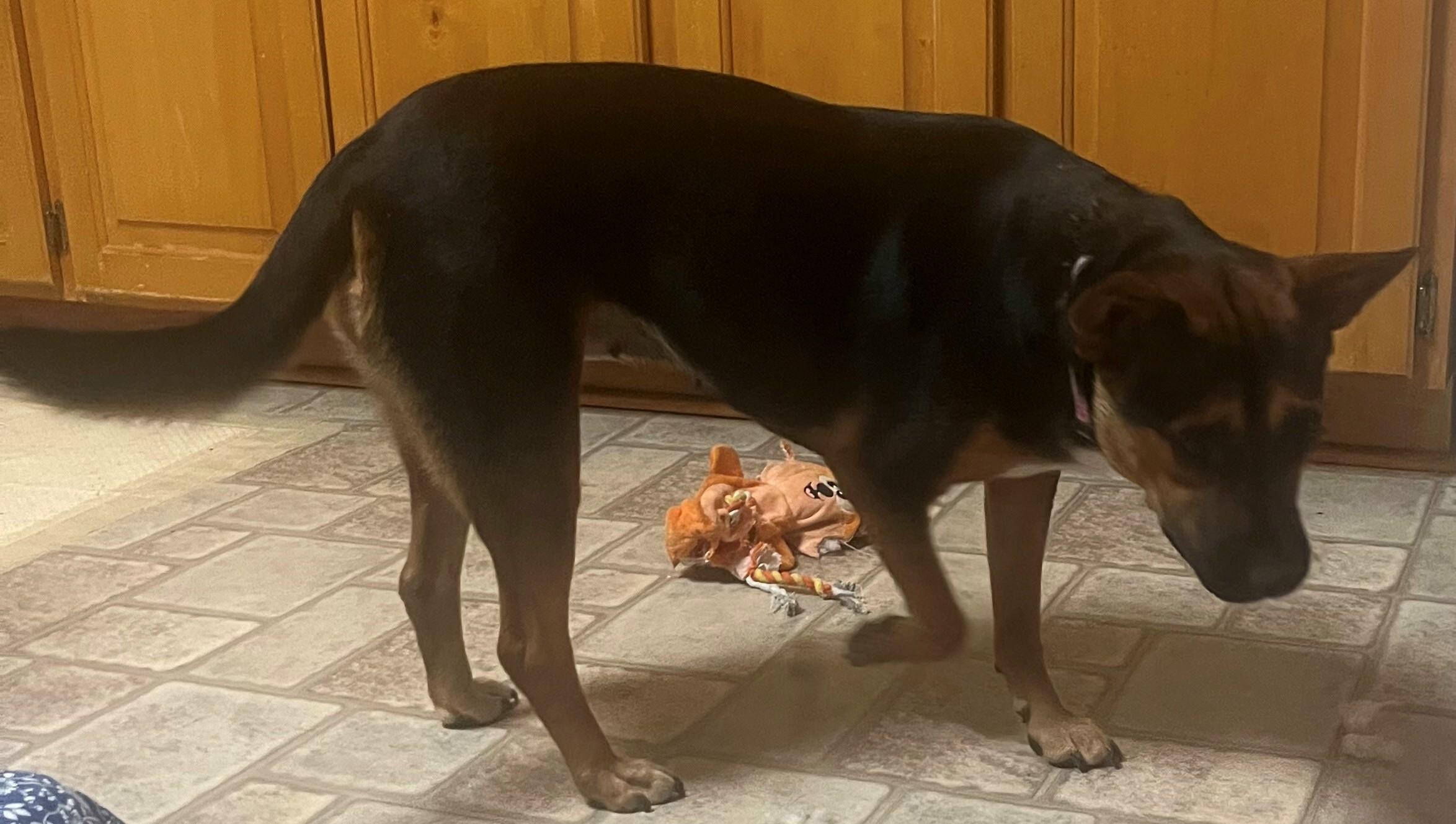 Lilah (Great Dog), Adoptable, Young Female Shepherd & Corgi.