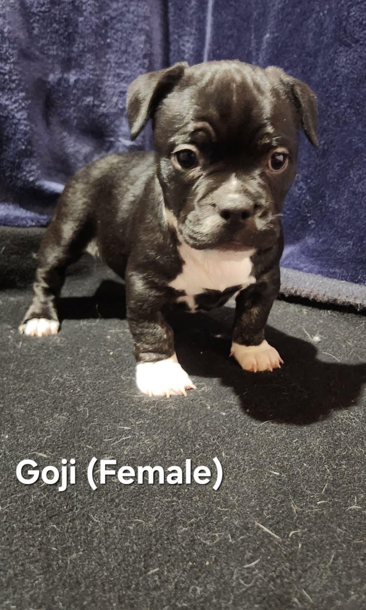 Enlarge Goji- Lacy's Litter, a ADOPTABLE mixed breed in Manassas, VA image 2/3