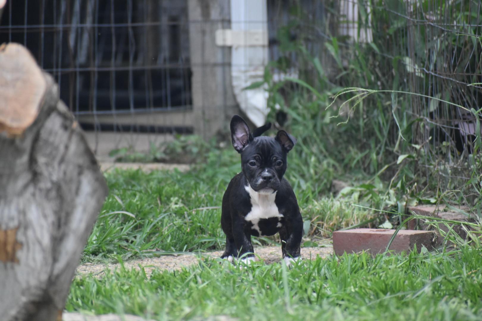 Goji- Lacy's Litter, ADOPTABLE, Puppy Female French Bulldog & Pit Bull Terrier.