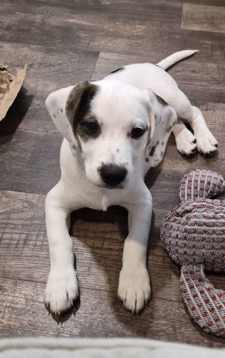 Arizona, ADOPTABLE, Puppy Female Beagle.