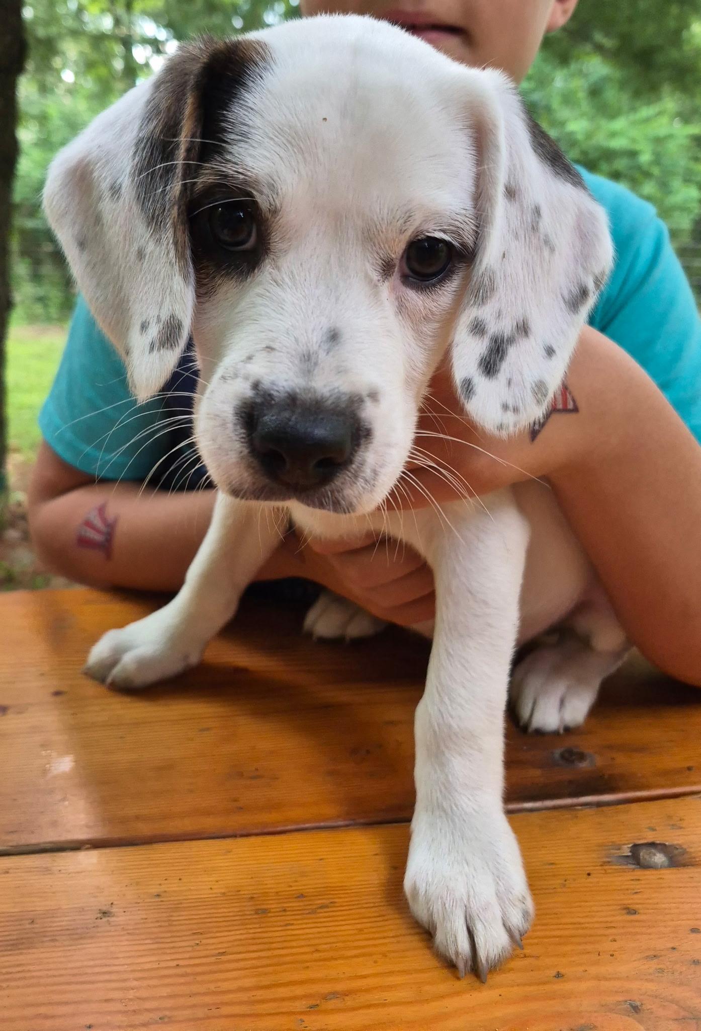 Arizona, a ADOPTABLE mixed breed in Crystal Lake, IL image 2/5