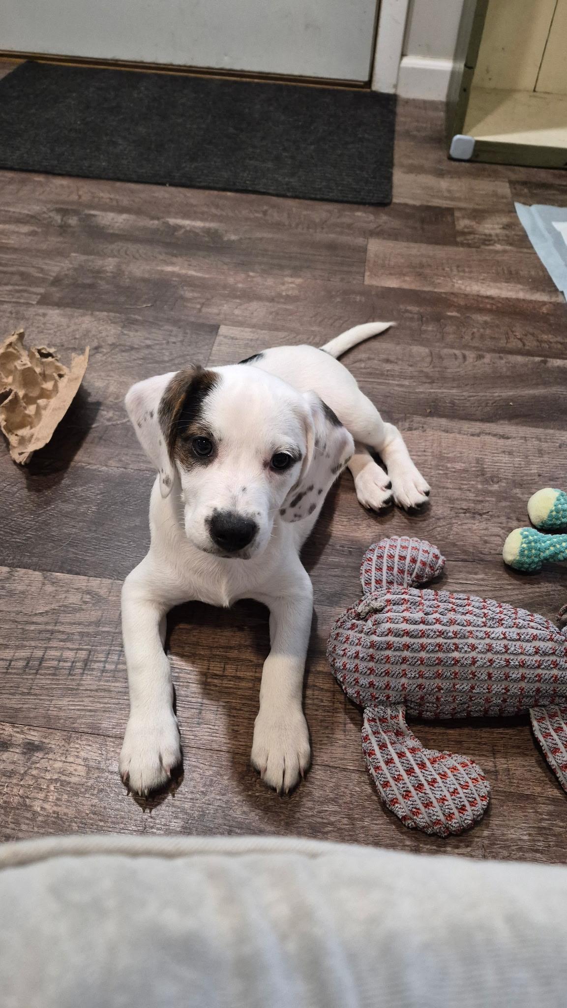 Arizona, a ADOPTABLE mixed breed in Crystal Lake, IL image 3/5